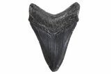 Fossil Megalodon Tooth - South Carolina #299648-1